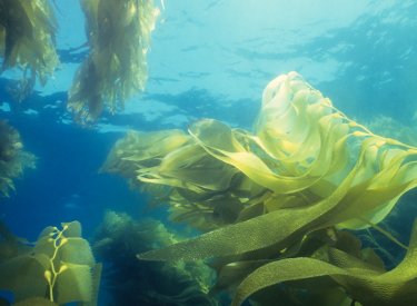 Écran-solaire-sans-danger-pour-les-algues-marines