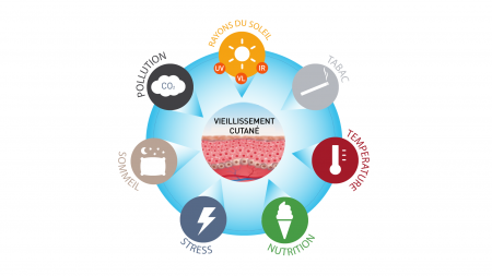 Schéma du vieillissement de la peau