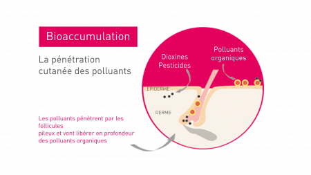 La pénétration cutanée des polluants Schéma de l'impact de la pollution sur la peau