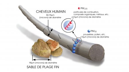 L'impact de la pollution sur les cheveux Schéma impact pollution sur les cheveux