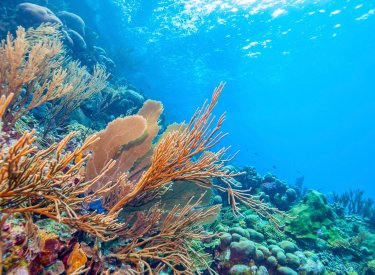 écosystèmes aquatiques